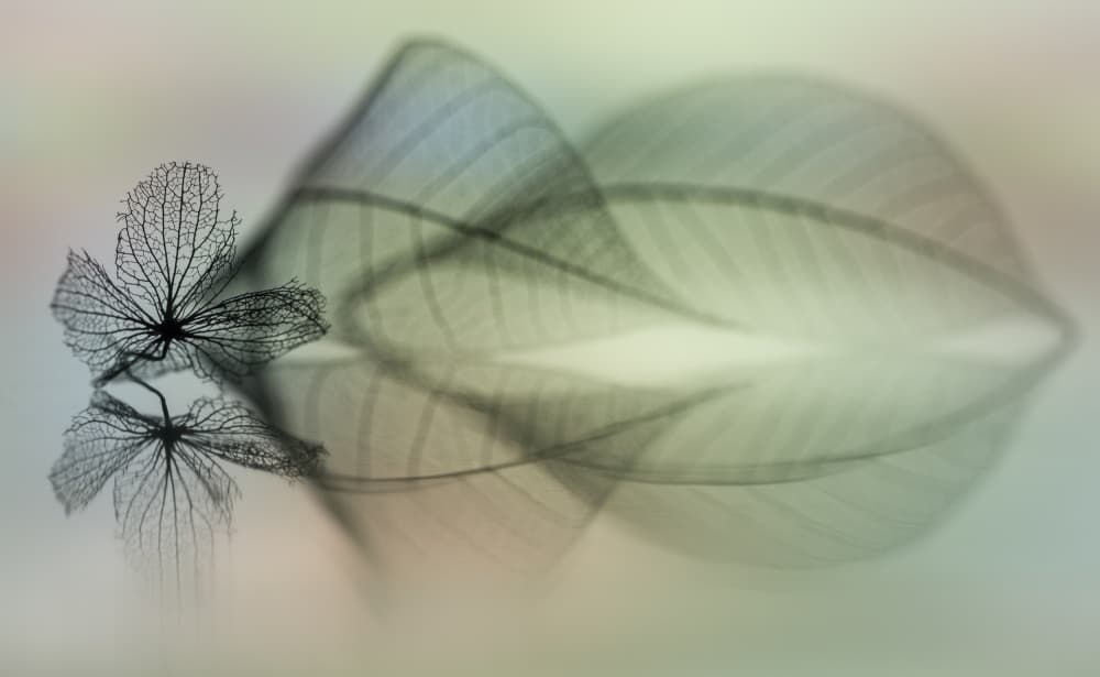 Delicate Leaf Reflections by Shihya Kowatari — canvas wall art