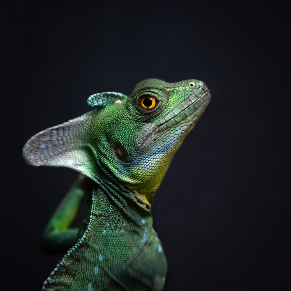 Green Basilisk Profile by Mathilde Guillemot — canvas wall art