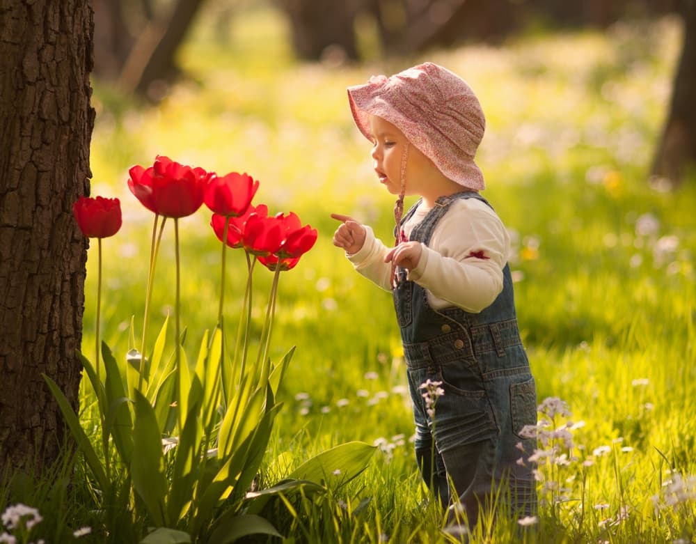 Curious Baby Tulips by Christoph Hessel — canvas wall art