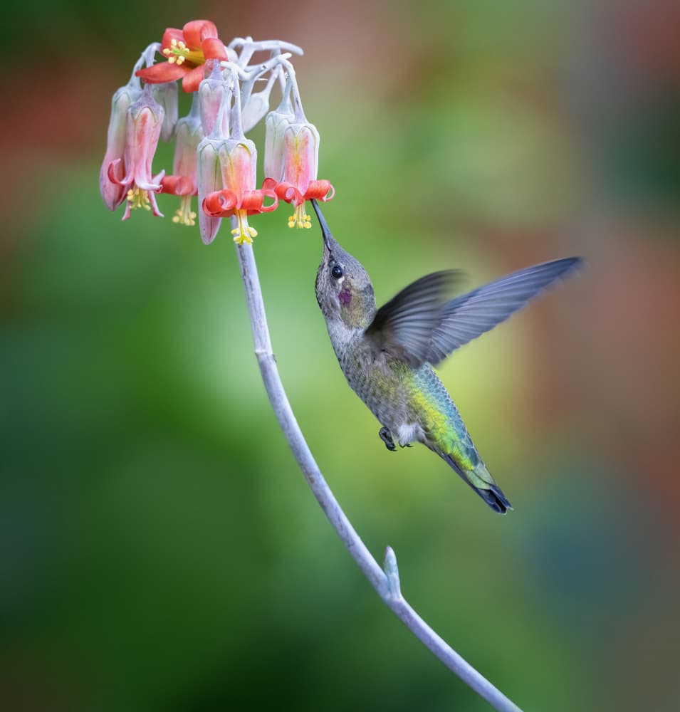 Hummingbird Nectar Dance by Xiaojian Huang — canvas wall art