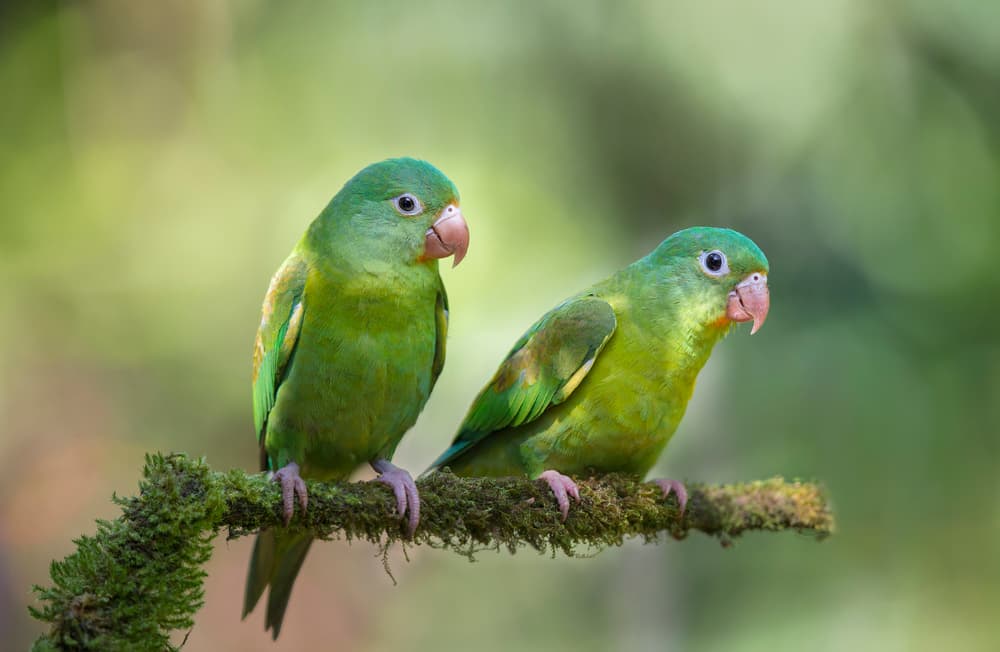 Vibrant Green Parrots by Greg Barsh — canvas wall art