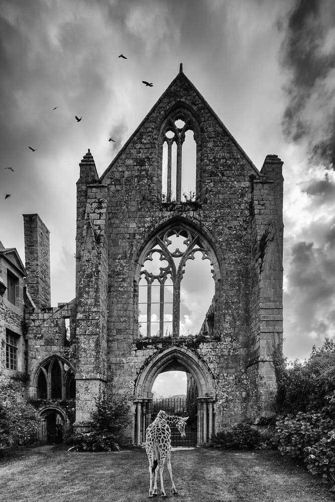 Majestic Giraffe Abbey by Uschi Hermann — canvas wall art