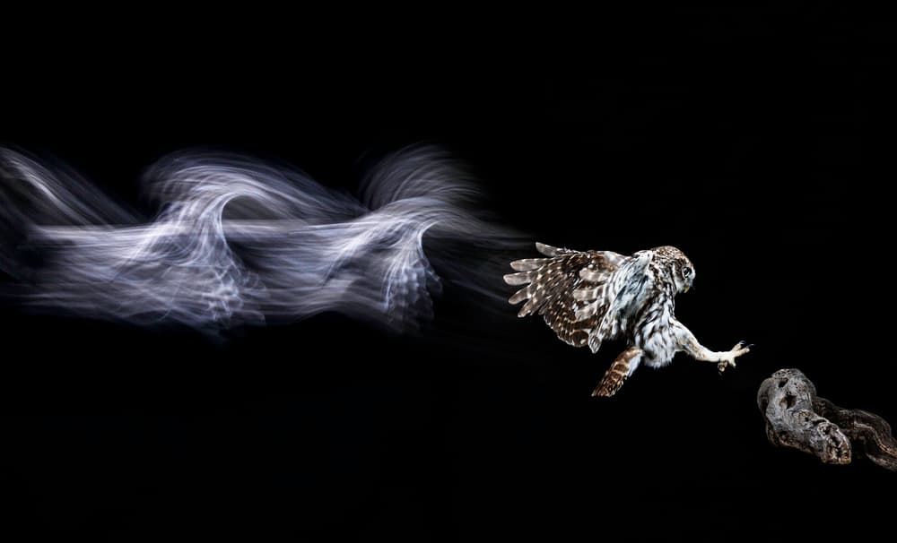 Dynamic Owl Flight by Rodrigo Núñez Buj — canvas wall art