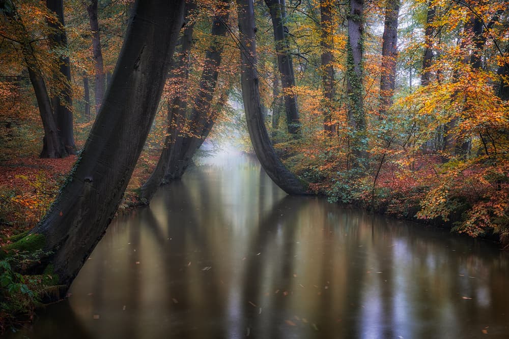 Misty Autumn Forest River by Fiorenzo Carozzi — canvas wall art
