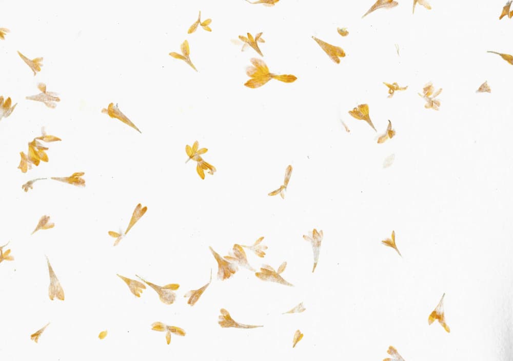Scattered Yellow Petals by Santhosh ch — canvas wall art