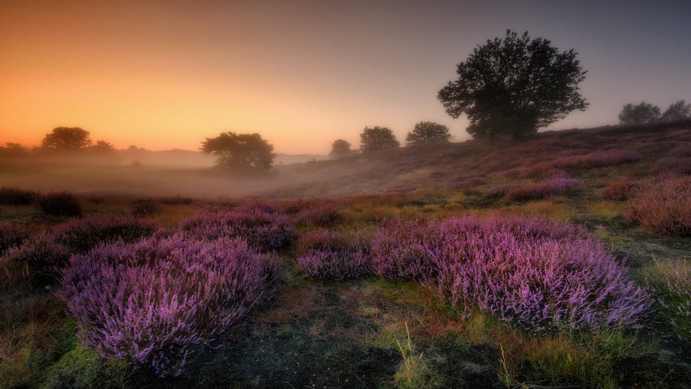 Misty Heather Sunrise by Adam Pachula — canvas wall art