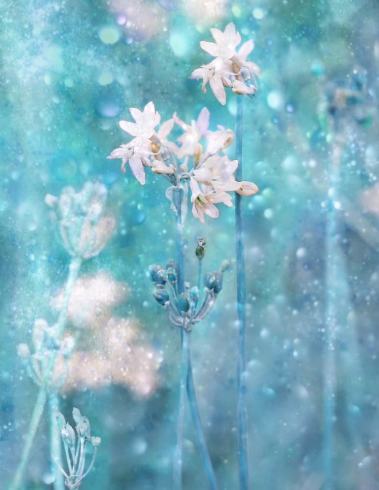Sparkling Blue Flowers by Delphine Devos — canvas wall art
