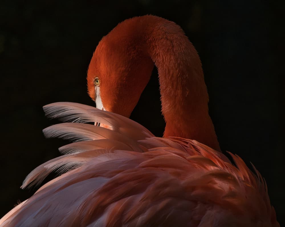 Elegant Pink Flamingo by Takafumi Yamashita — canvas wall art