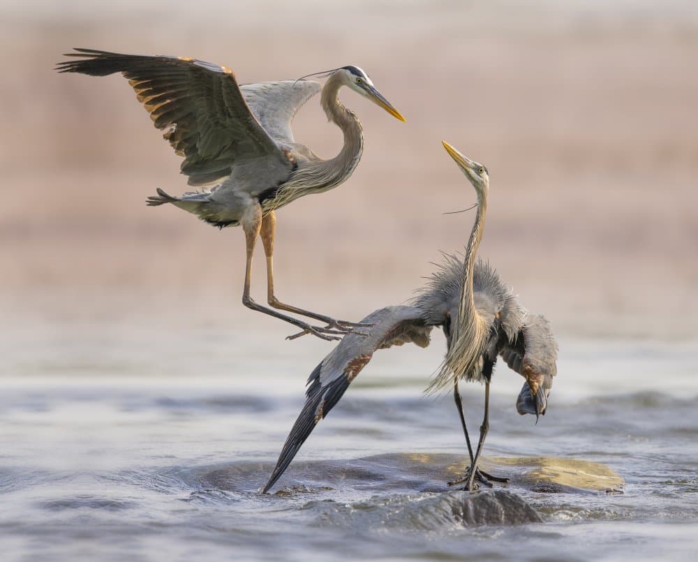 Elegant Heron Interaction by Mountain Cloud — canvas wall art