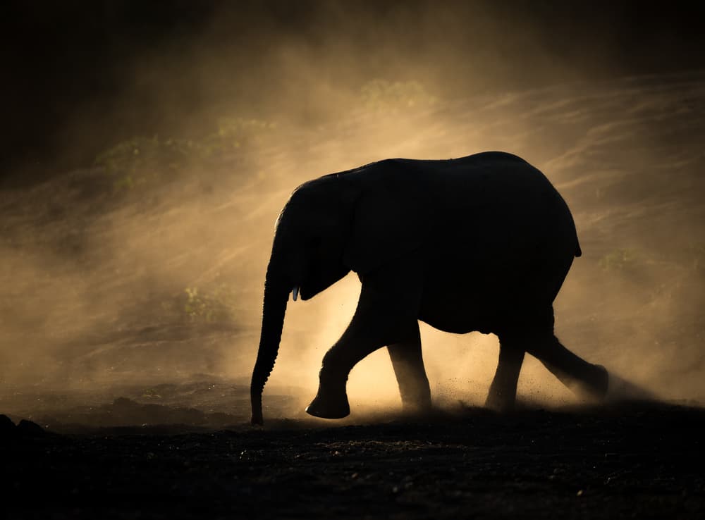 Golden Hour Baby Elephant by Jaco Marx — canvas wall art