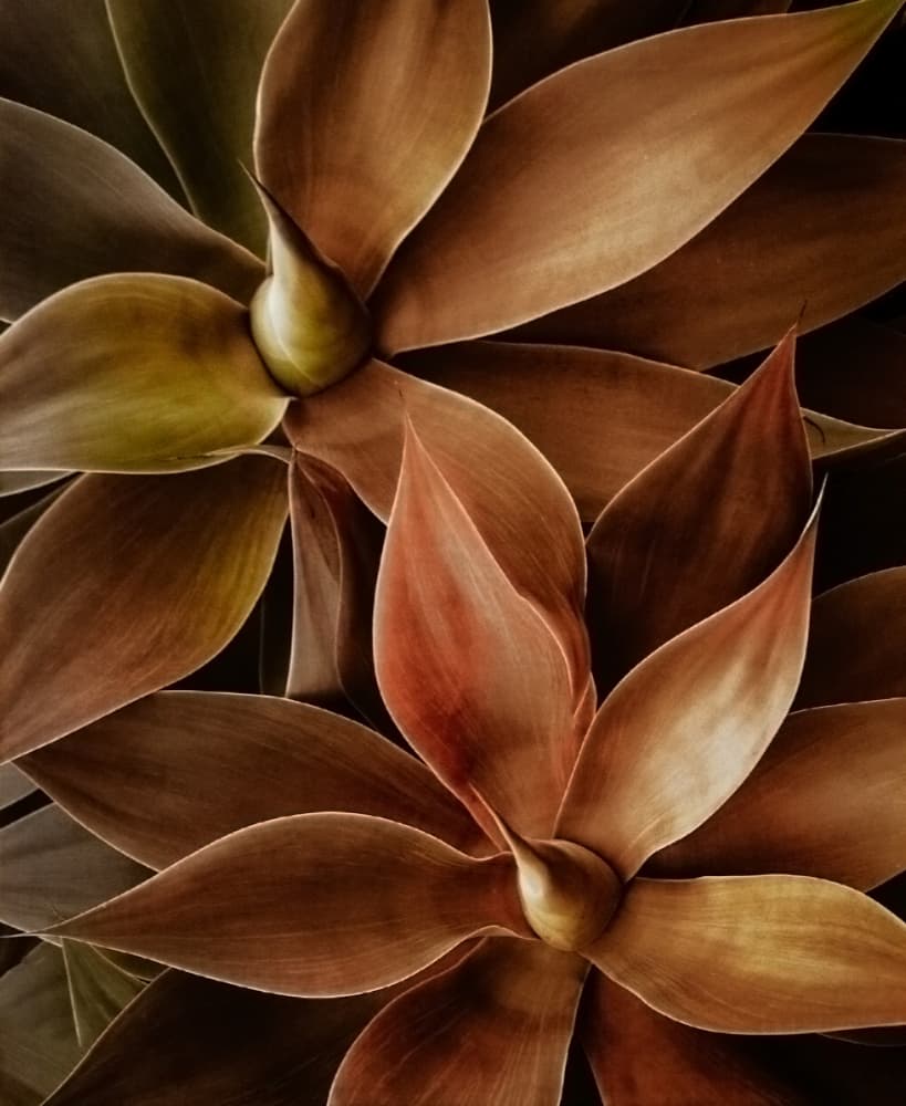 Warm Agave Succulents by Robin Wechsler — canvas wall art
