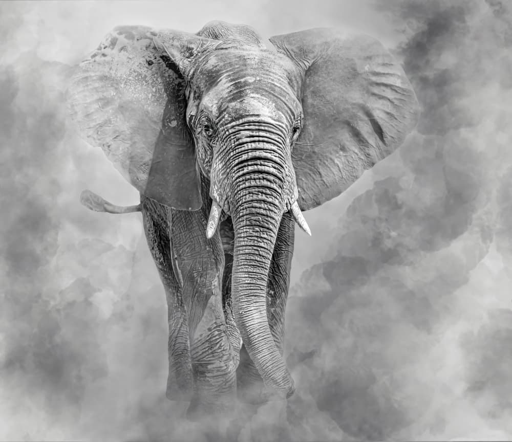 Majestic Elephant Dust by Ilona Rosenkrancová — canvas wall art