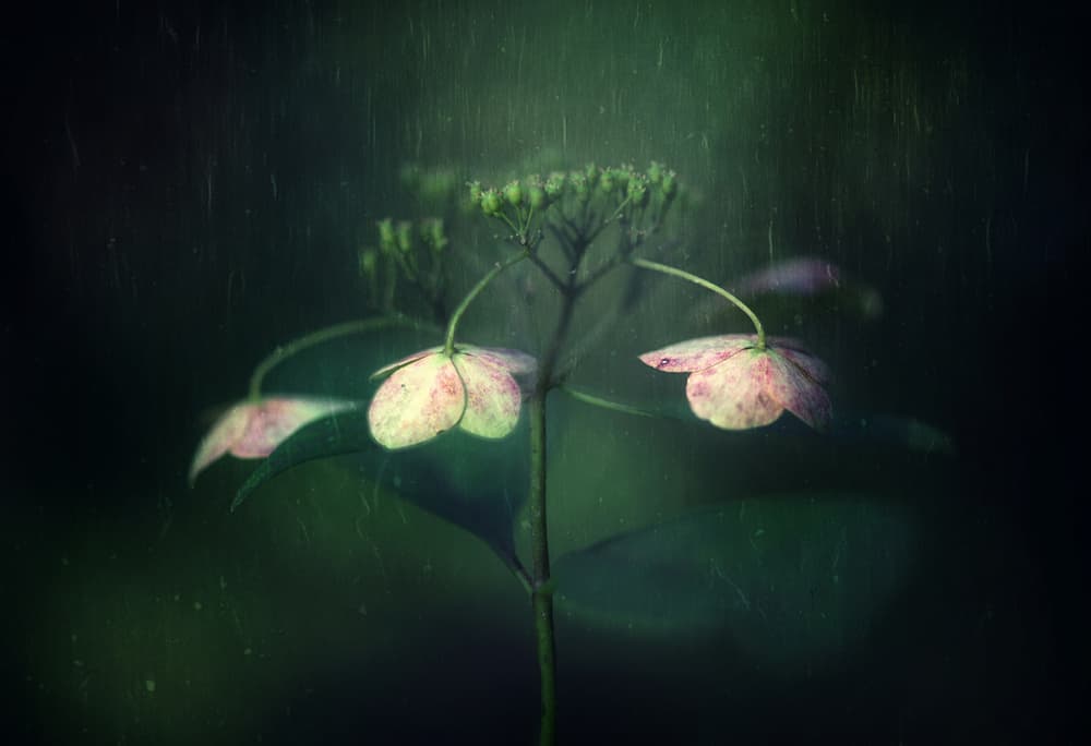 Soft Rain Flowers by Takashi Suzuki — canvas wall art