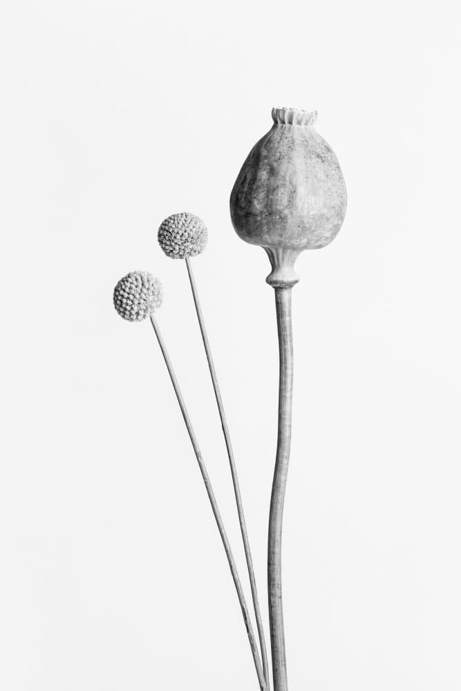 Poppy And Dried Pods by Pictufy Studio III — canvas wall art