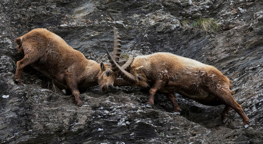 Alpine Ibex Clash by Paolo Bolla — canvas wall art