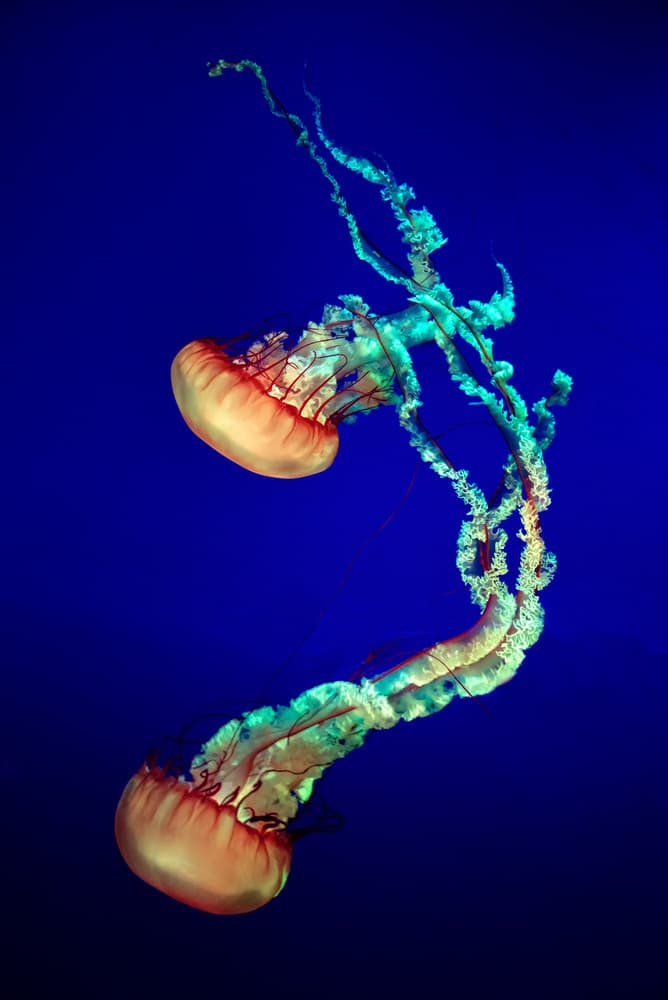 Dancing Jellyfish Duo by Louis-Philippe Provost — canvas wall art