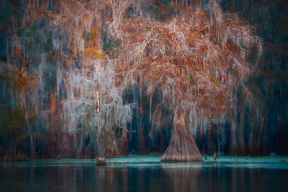 Mystical Cypress Swamp by Roberto Marchegiani — canvas wall art