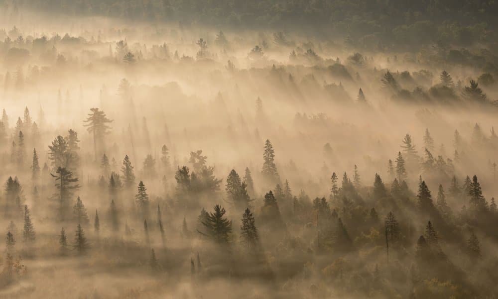 Golden Foggy Forest by Jennifer Zhao — canvas wall art