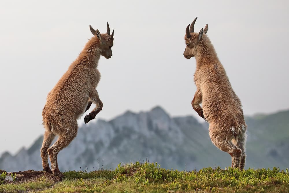 Playful Young Ibex by Judith Kuhn — canvas wall art