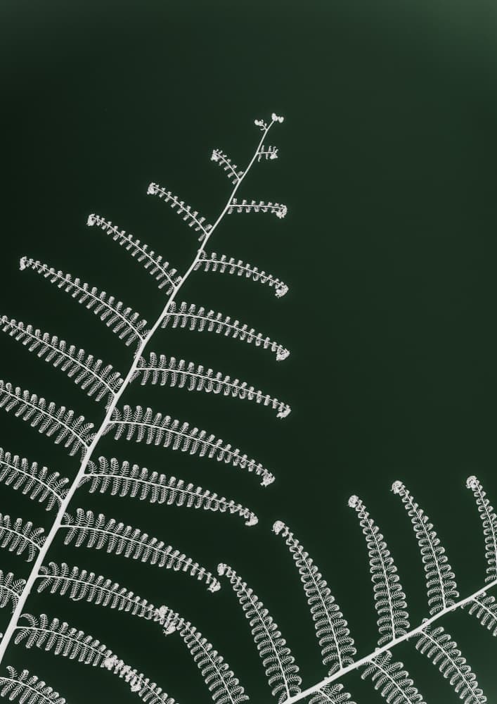 Fern's Gentle Curve by Shot by Clint — canvas wall art