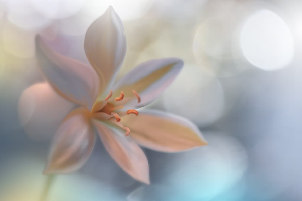 Metamorphosis.. by Juliana Nan — canvas wall art