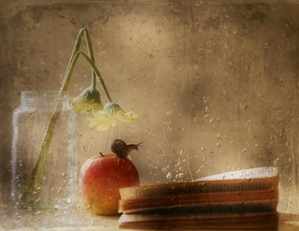 Snail on Apple Rainy Day by Delphine Devos — canvas wall art