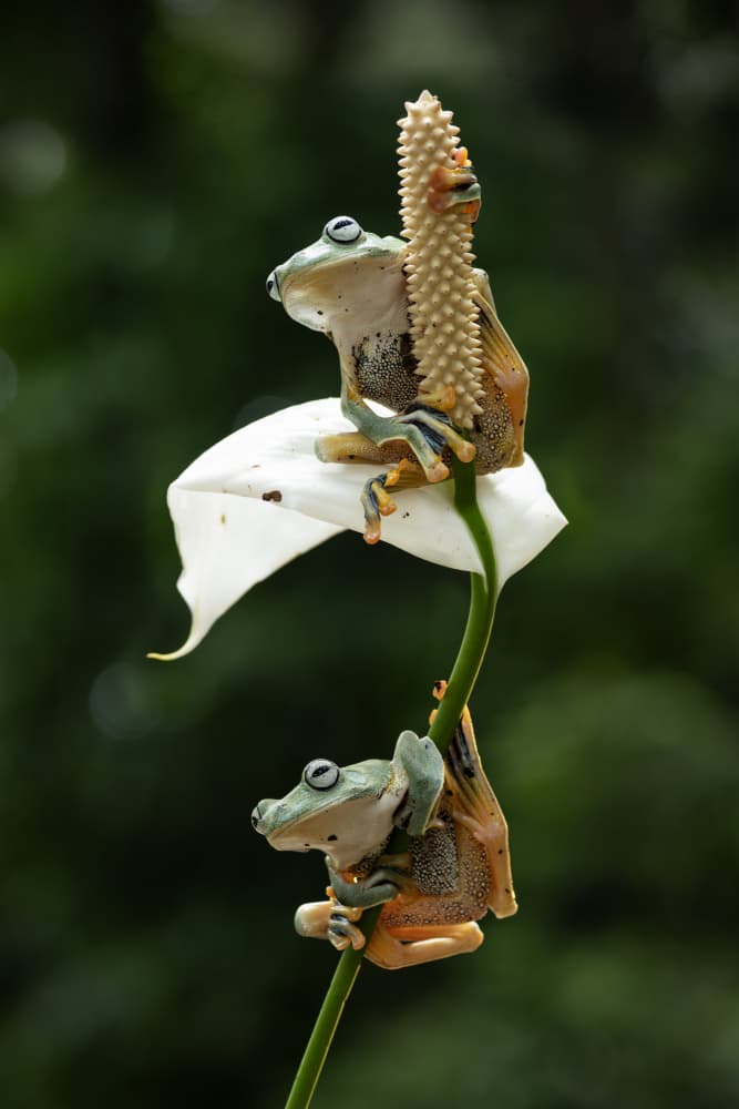 Tropical Frogs on Calla Lily by Rawisyah Aditya — canvas wall art