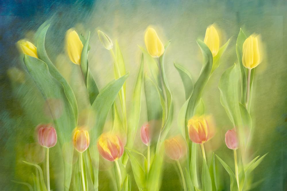 Dreamy Spring Tulips by Greetje van Son — canvas wall art