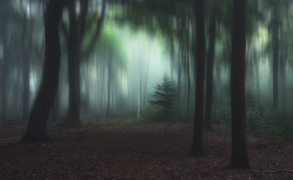 Misty Forest Serenity by Hilda van der Lee — canvas wall art
