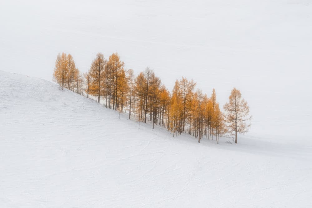 Golden Trees In Snow by Olga Rudchenko — canvas wall art