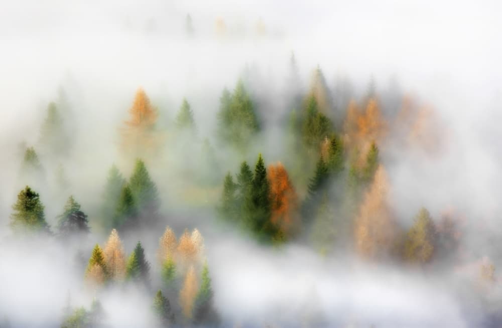 Misty Autumn Forest