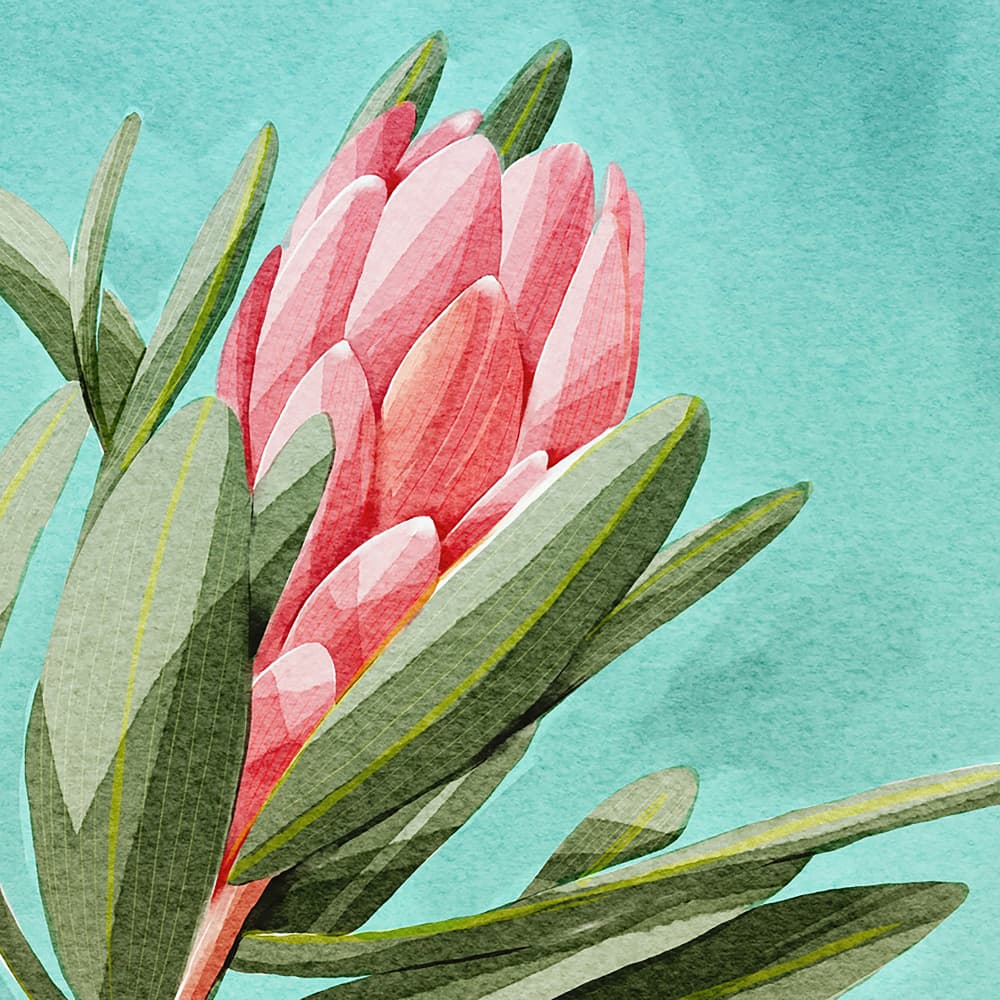 King Protea by Katie O'Shea — canvas wall art