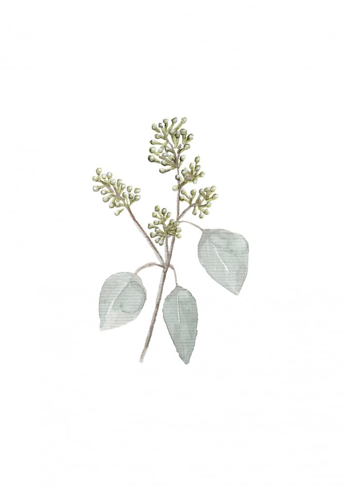 A4 Eucalyptus Branch4 by Anis Illustration — canvas wall art