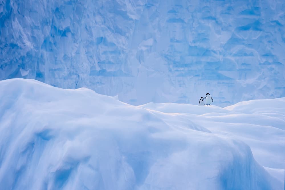 Two Penguins Icy Landscape by Liguang Huang — canvas wall art