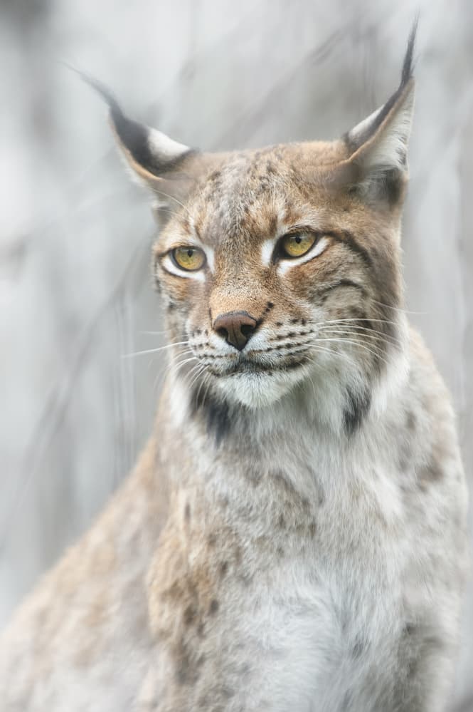 Intense Lynx Portrait by Santiago Pascual Buye — canvas wall art