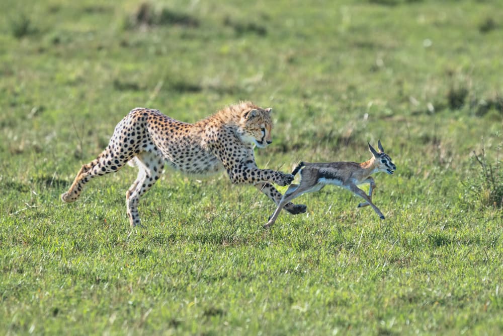 Cheetah Gazelle Chase by Jeffrey C. Sink — canvas wall art