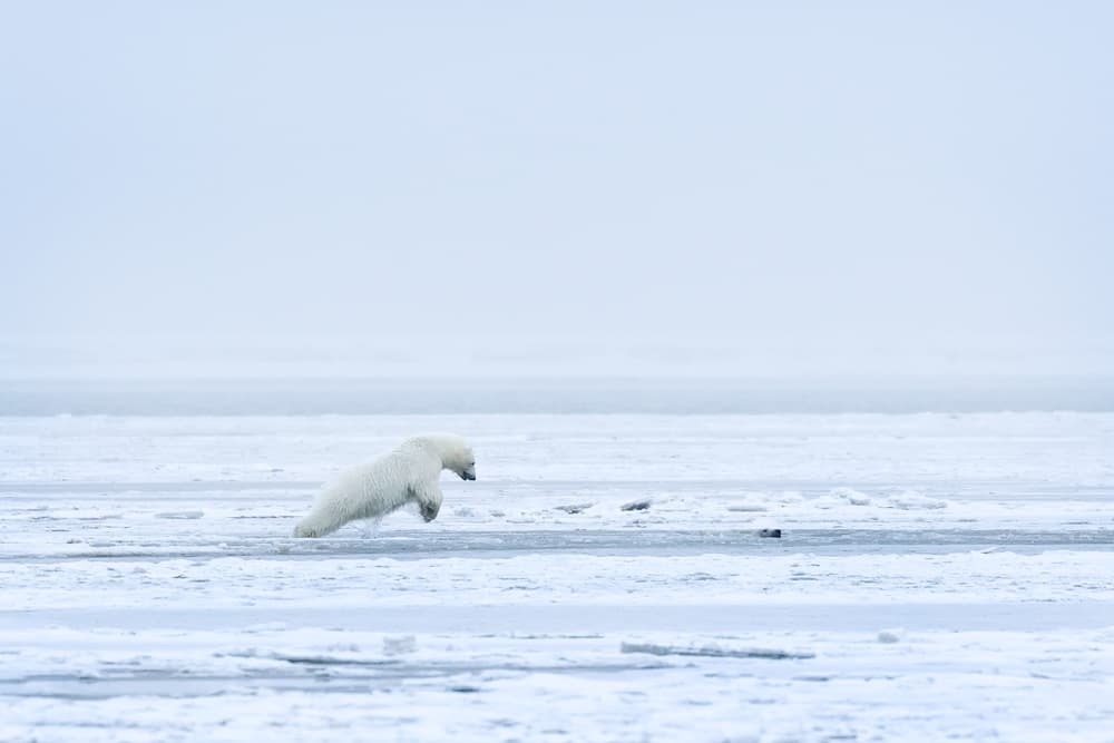Polar Bear Leap by Eiji Itoyama — canvas wall art