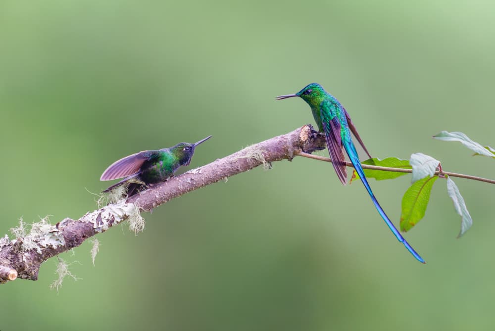 Iridescent Hummingbird Duo by Rajat Dhesi — canvas wall art
