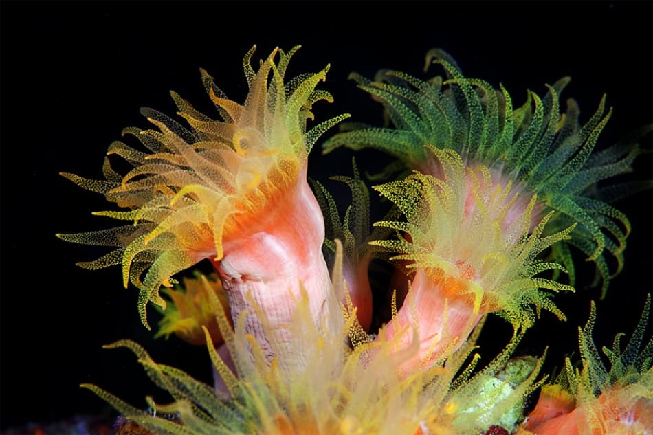 Vibrant Underwater Anemones by Andrey Narchuk — canvas wall art