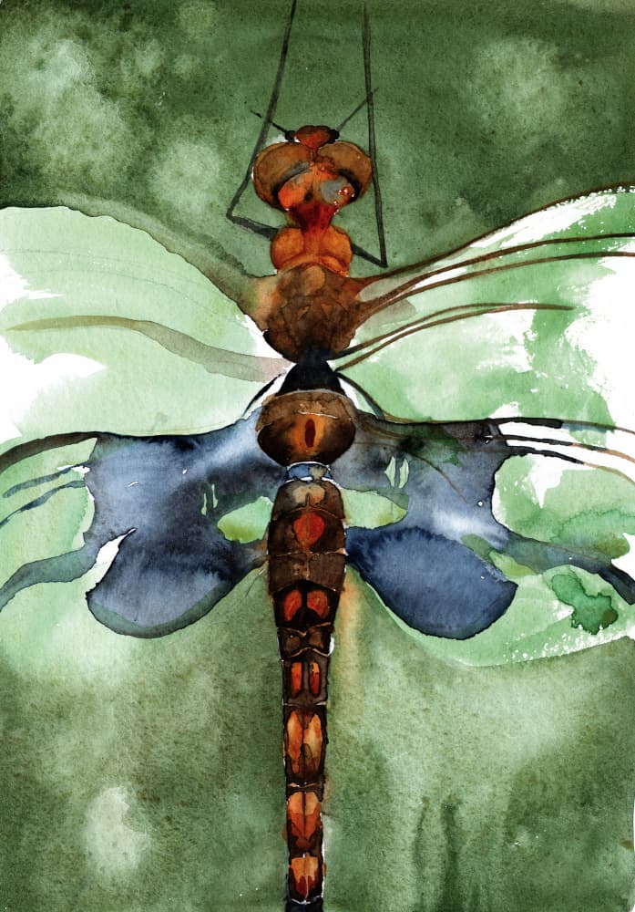 Vibrant Watercolor Dragonfly by RodMacIver — canvas wall art