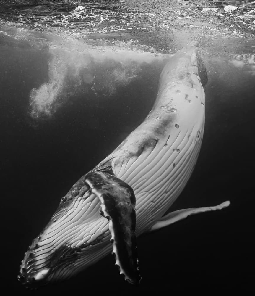 Majestic Humpback Rising by KIMIO KOBAYASHI — canvas wall art
