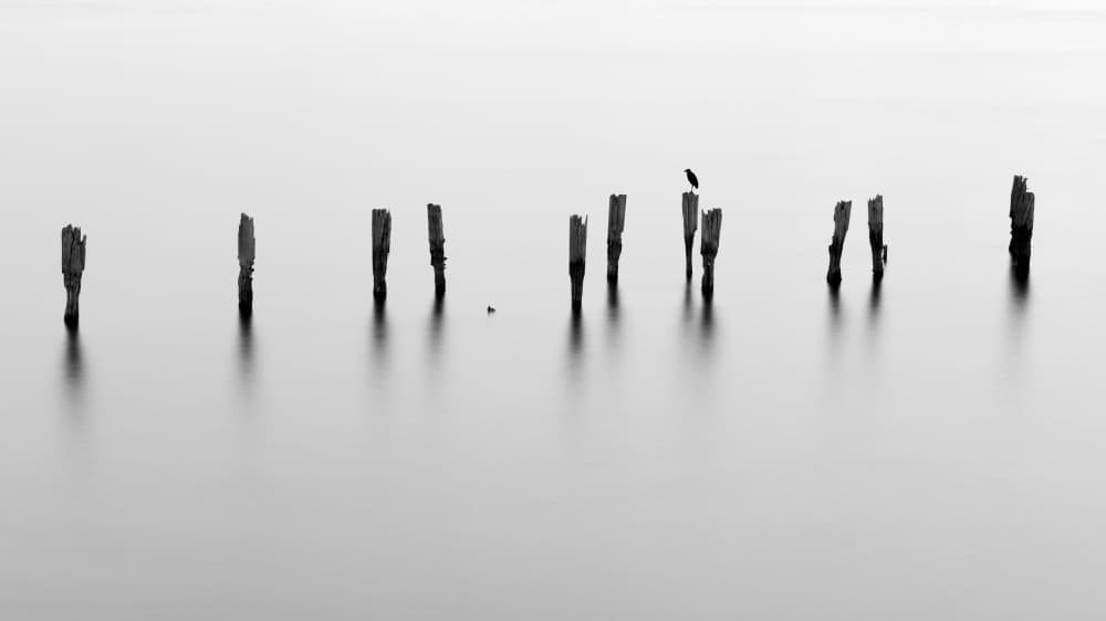 Monochrome Pilings and Bird by Milton Mpounas — canvas wall art