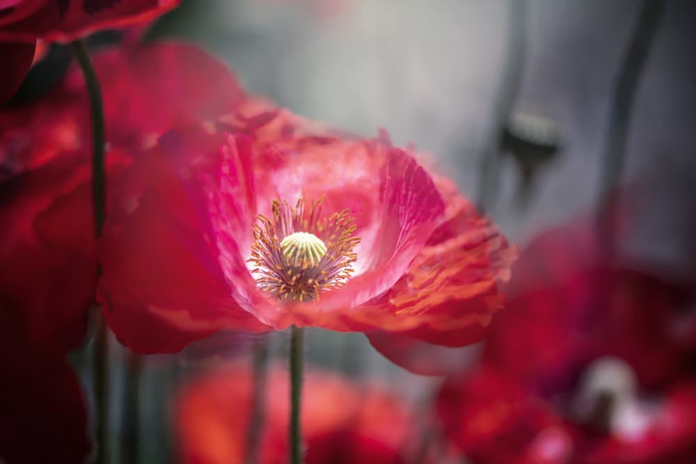 Vibrant Red Poppy by Jacky Parker — canvas wall art