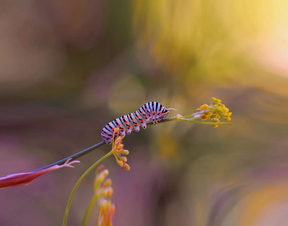 Colorful Caterpillar on Plant by Thierry Dufour — canvas wall art