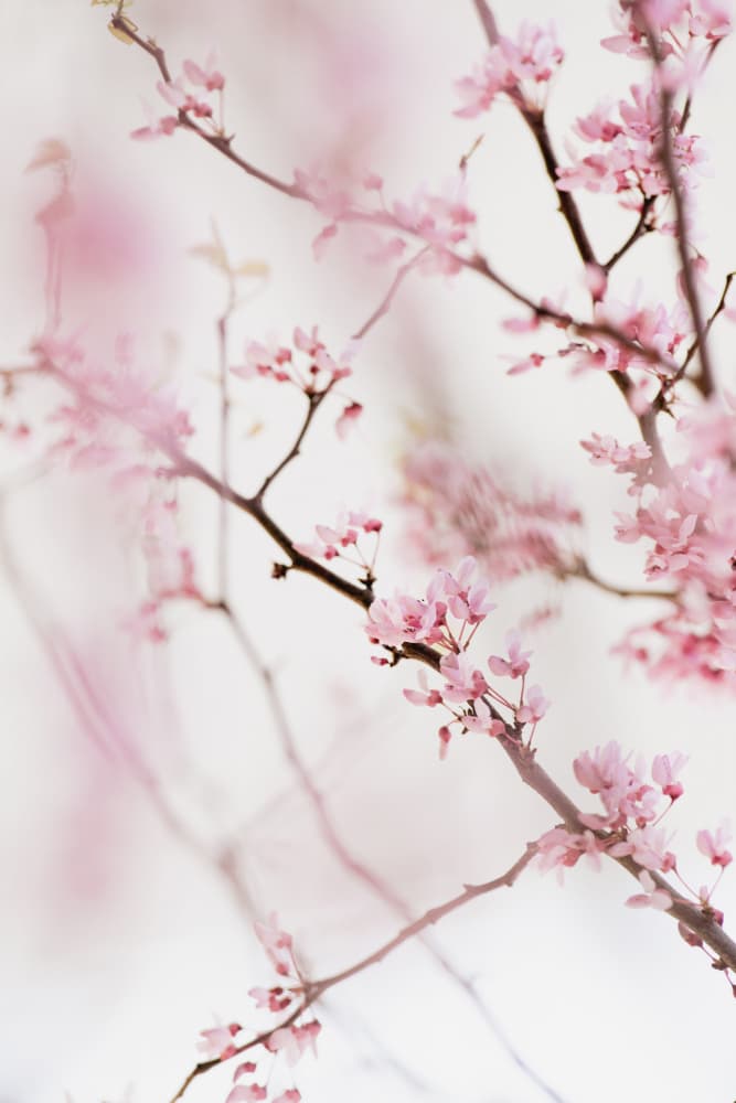 Pink Spring Blossoms by Crystal Lynn Collins — canvas wall art