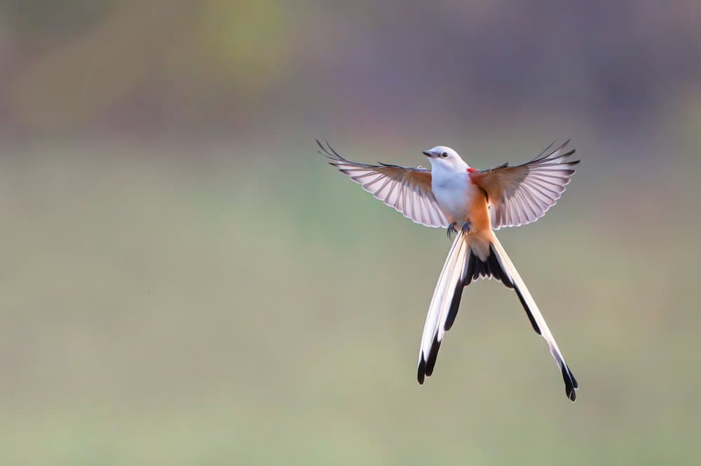 Graceful Long-Tailed Bird by Sheila Xu — canvas wall art