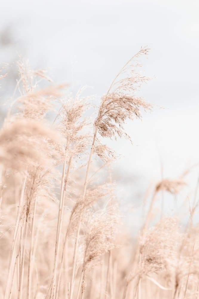 Soft Pampas Dream by Pictufy Studio III — canvas wall art