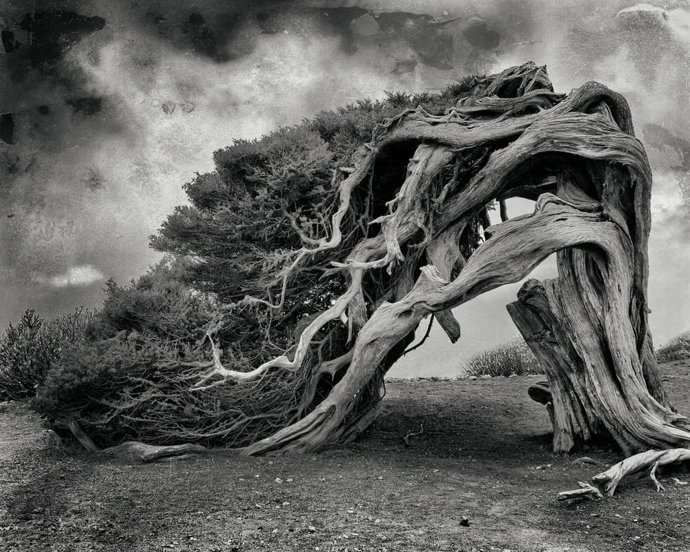 Ancient Wind Swept Tree by txules — canvas wall art