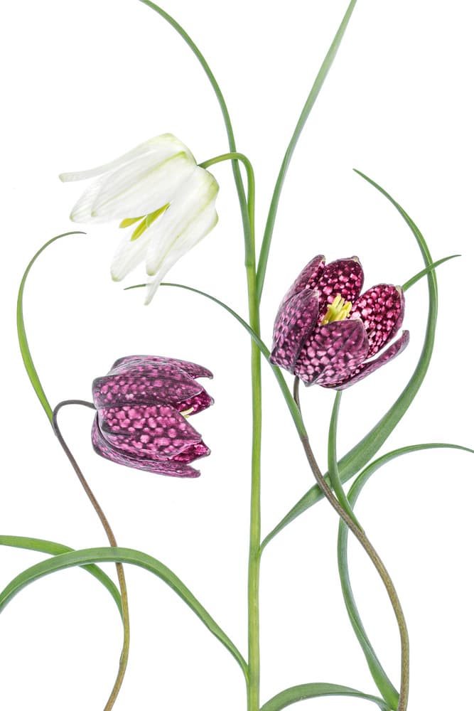 Snakes head Fritillary by Mandy Disher — canvas wall art