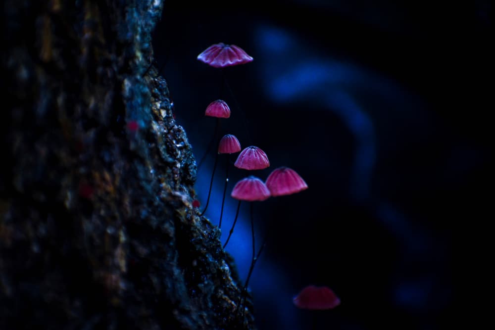 Glowing Pink Mushrooms by Raju Khan — canvas wall art